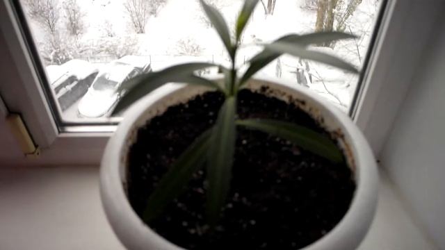 На улице холодно на подоконнике цветы 01 11 2019 г ( 2 часть ) смотреть онлайн