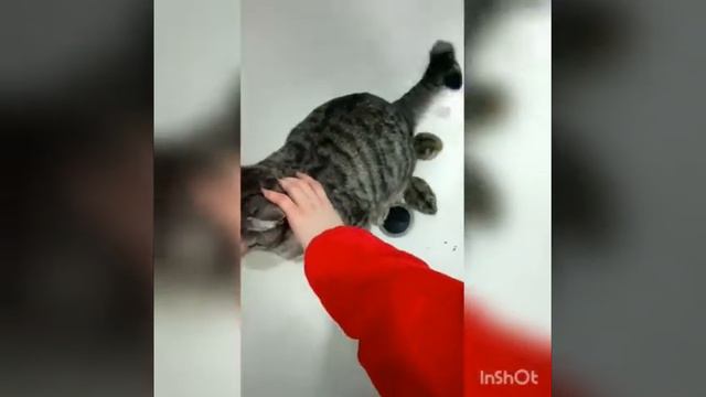 Микимаусы и усы , давайте жить дружно , кот Леопольд , хомяки смотреть онлайн