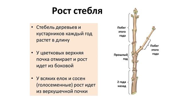 5. Побег (6 класс) - биология, подготовка к ЕГЭ и ОГЭ 2019 смотреть онлайн