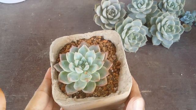 || HOW DOES ROOT ROT LOOK LIKE ? || WHAT ARE THE EFFECTS ON SUCCULENT ? || смотреть онлайн