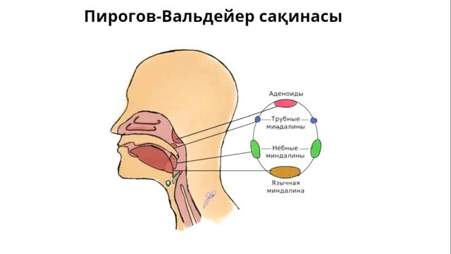 Пирогов Вальдейер сақинасы || Лимфа-Эпителиалды сақина смотреть онлайн