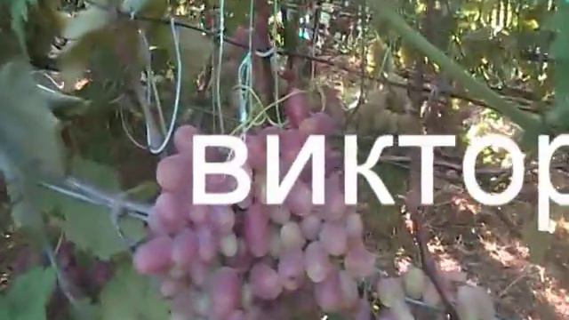 Как правильно посадить и вырастить хороший виноград ч.5 смотреть онлайн