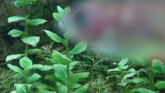 Мато гроссо и Компания. Зри в корень смотреть онлайн