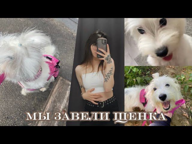 МЫ ЗАВЕЛИ СОБАКУ | ПОКУПКИ для щенка | первые дни цветной болонки дома