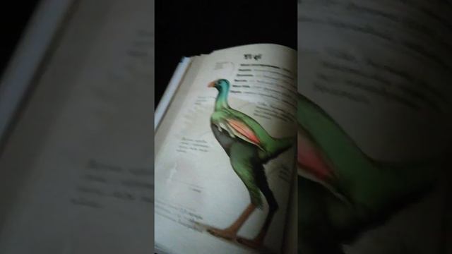 Обзор на новоую книгу Юрский период🦖🦖🦖