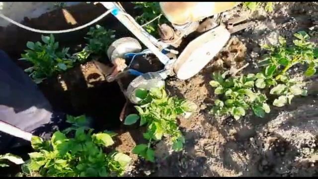 ЕЖИ в деле смотреть онлайн