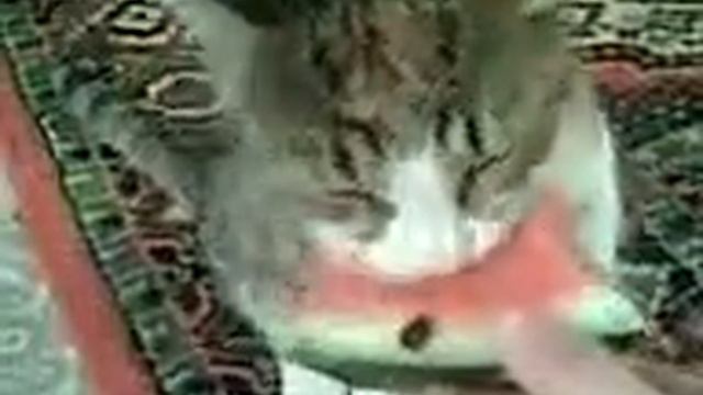 Кошка кушает арбуз.3gp смотреть онлайн