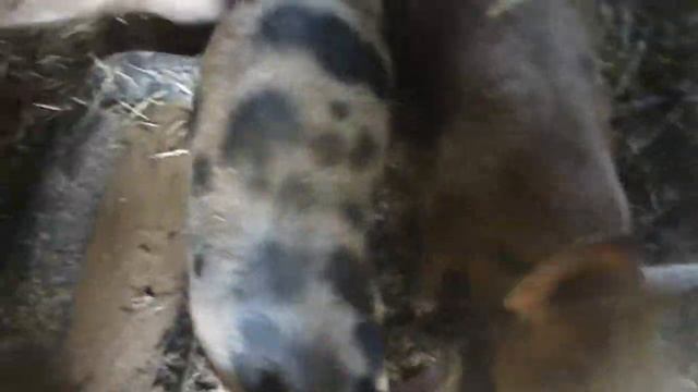 Blog🤗 живут же свиньи. Был кабан и нет кабана. смотреть онлайн