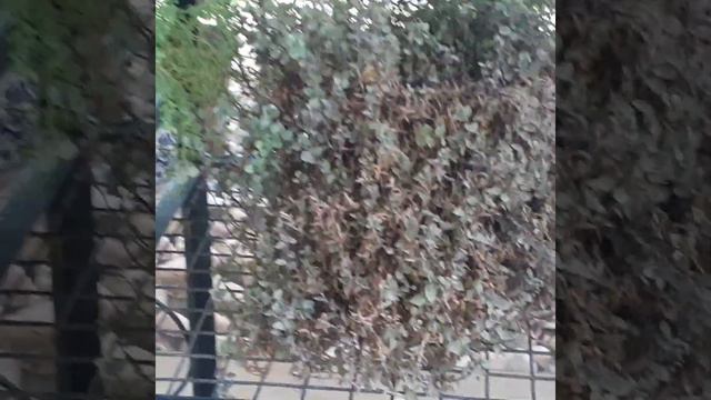 Garden tour. collection of my plants @ All season gardening. смотреть онлайн