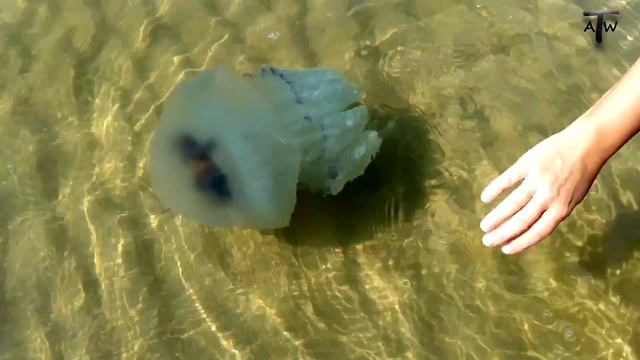 Таких медуз можно потрогать Such jellyfish you can touch смотреть онлайн