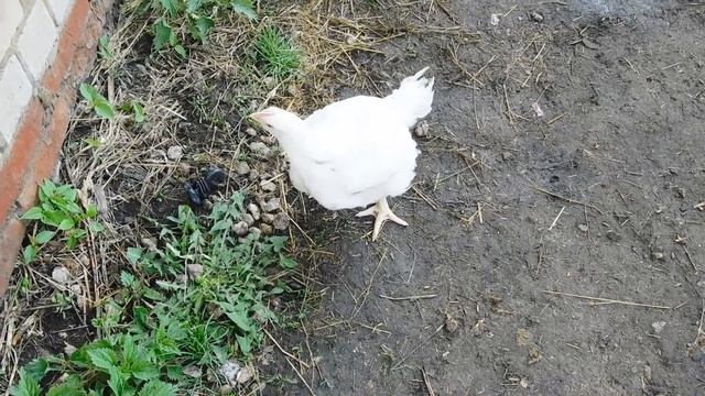 ➤ЛУЧШИЙ РЕЗУЛЬТАТ ЗА 1 МЕСЯЦ ОТКОРМА БРОЙЛЕР КОББ-500, ИМ 30 ДНЕЙ! Я В ШОКЕ ОТ ЭТИХ ЦЫПЛЯТ! смотреть онлайн