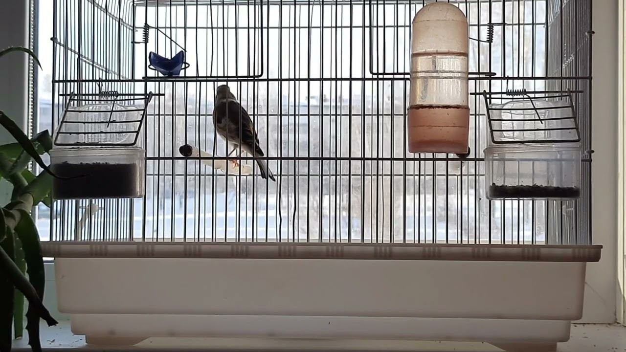 Песня гибрида щегол+канарейка. смотреть онлайн