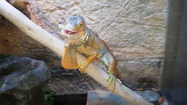 Обед Ягика смотреть онлайн