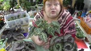 бегонии декоративно лиственные .об ошибках выращивания.