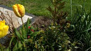 КЛУМБА НЕПРЕРЫВНОГО ЦВЕТЕНИЯ . ПРОСТЫЕ ЦВЕТЫ, А КАКОЙ ЭФФЕКТ ! ПОКАЗЫВАЮ .