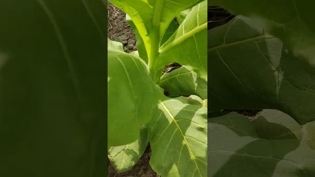 Заболел Американ 572. смотреть онлайн