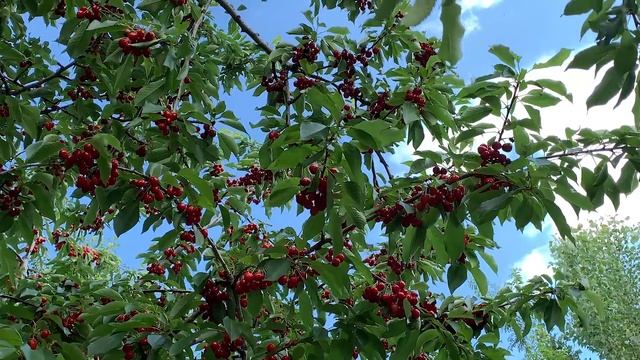 Лавандовые поля 2019|Франция отдыхает | Озеро Салда | Испарта.Турция|4k смотреть онлайн