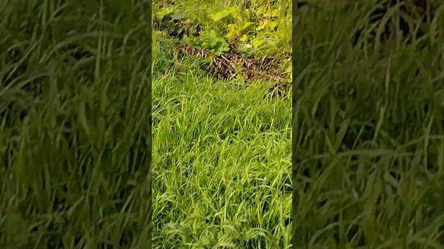 БОГАТЫЕ СВИНЬИ смотреть онлайн