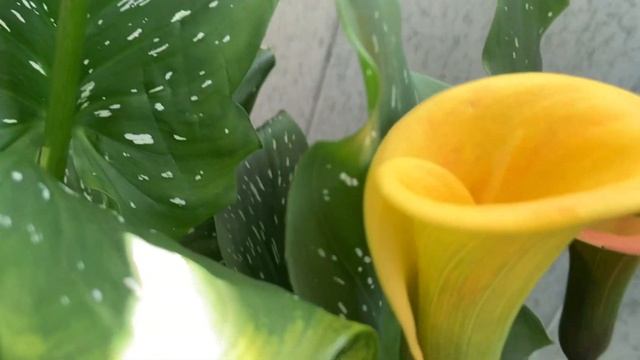 Каллы дома. Calla at home. смотреть онлайн