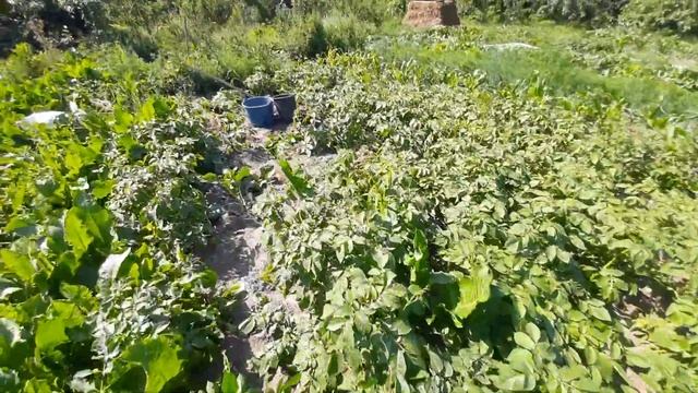 Збір урожаю молодої картоплі, надранніх сортів, для ринку! Рів'єра і Тірас!!! смотреть онлайн