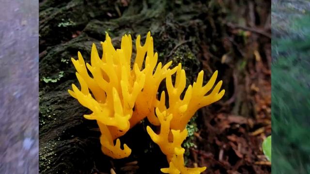 Малоизвестные съедобные грибы: ОЛЕНЬИ РОЖКИ. 0