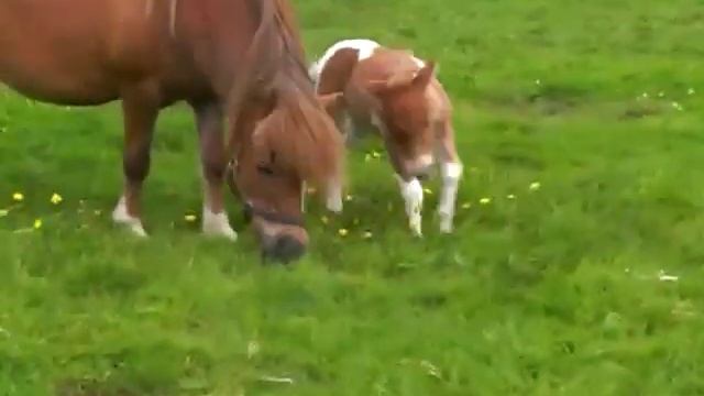 falabella filly 1 day old смотреть онлайн