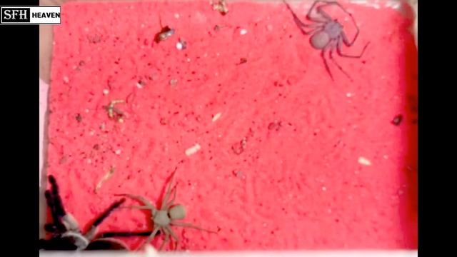 Six-Eyed Sand Spider vs Brown Tarantula & Blue Baboon Tarantula смотреть онлайн