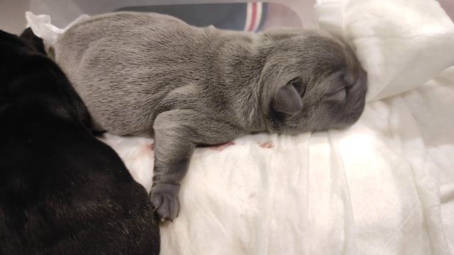 День рождения щенков))) смотреть онлайн