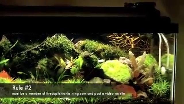 Planted fish tank Seachem Sponsored Contest смотреть онлайн