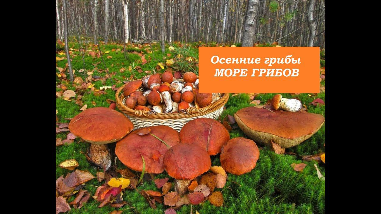 Грибы в Сибири.Последние заготовки на зиму.