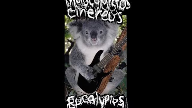 Phascolarctos Cinereus - Eucalyptus смотреть онлайн