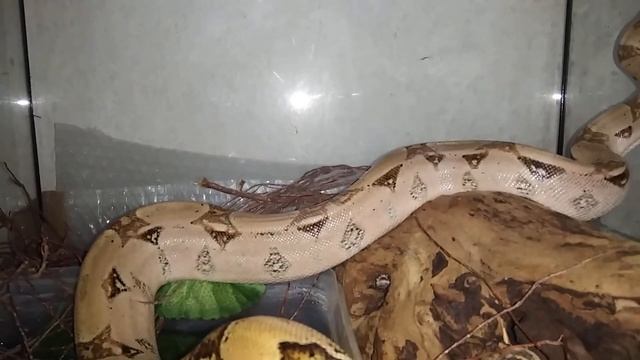 Уаджит крупным планом | Обыкновенный удав (Boa constrictor) смотреть онлайн