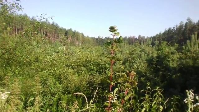 Песня о калине смотреть онлайн