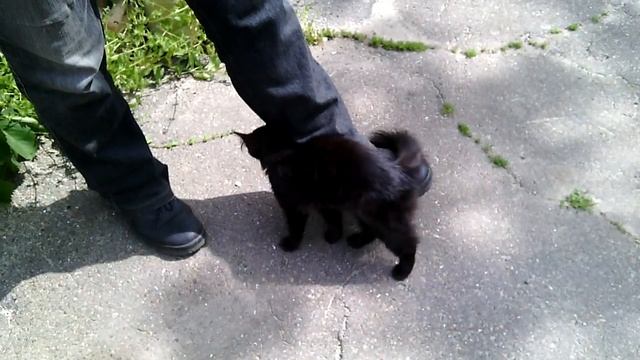 Молодая чёрная кошка на улице подошла к ногам мужика и начала беспрестанно тереться об его ботинки смотреть онлайн