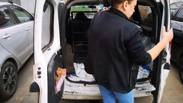 Вывезли собак у психа, пока его не было дома #защитаживотных #животные #расследование #новости смотреть онлайн