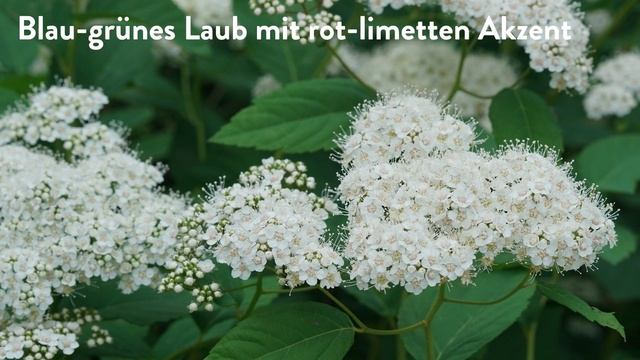 30 Sekunden mit Proven Winners® Spiraea Double Play Blue Kazoo (deutsch) смотреть онлайн