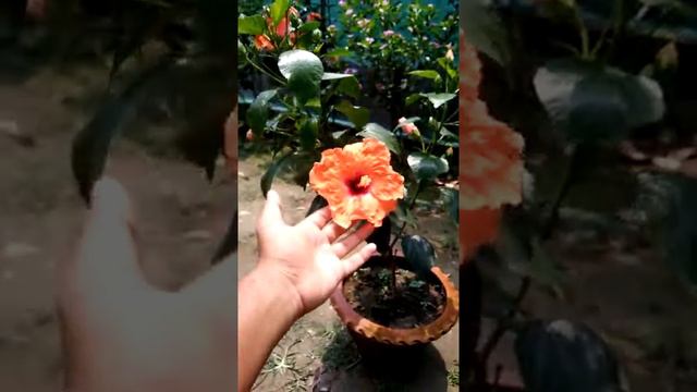 Beautiful yellow hibiscus flower / Different varieties hibiscus plant growing in container / #Short смотреть онлайн