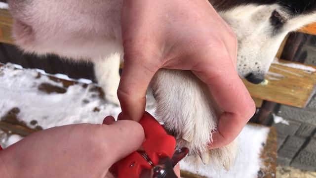 Як підстригти кігті собаці? | Грумінг хаскі на дому смотреть онлайн