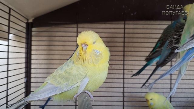 "Эх, хочу в Австралию.." ? Учим попугая говорить. Урок № 95 смотреть онлайн