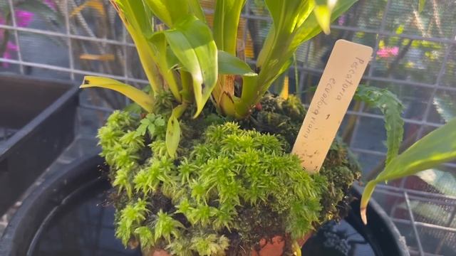 Большой обзор орхидей 2 ? смотреть онлайн