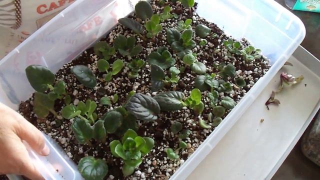 43. Güneş Olmayınca Led Işıkta Menekşe Yetiştirmek. смотреть онлайн