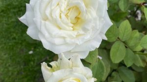 Rose Pope John Paul II