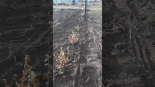 21. Мой мини питомник почти готов.Осталось притенить. смотреть онлайн