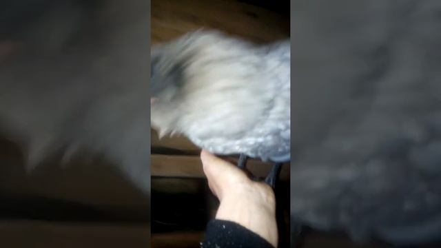 Курица породы Амераукана! смотреть онлайн