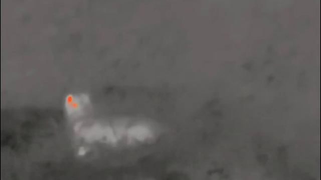 Fox up close on Pulsar Axion XM30S Thermal Scope смотреть онлайн
