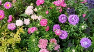Астры цветение в начале августа. Смесь сортов Гигантские Башни.