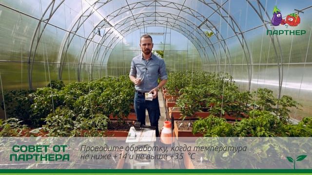 ОБРАБОТКА ТОМАТОВ ОТ ГРИБНЫХ И БАКТЕРИАЛЬНЫХ ЗАБОЛЕВАНИЙ смотреть онлайн