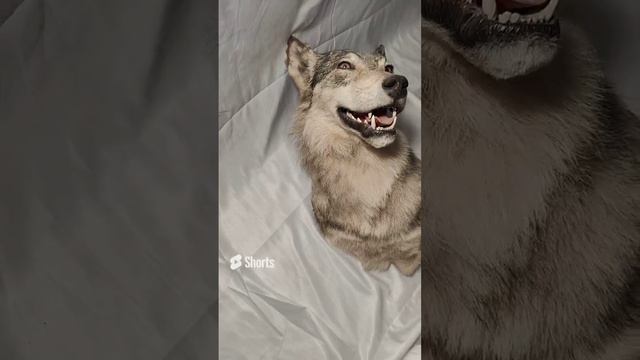 Волк по грудь смотреть онлайн