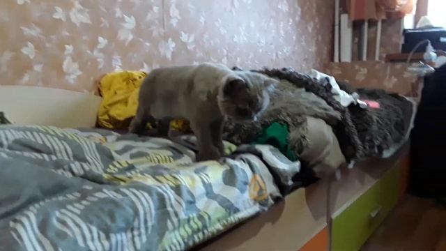 как вызвать жвачного гномика?// РЕАЛЬНО ПРИНЁС? смотреть онлайн