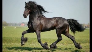 Владимир Высоцкий  Кони Привередливые